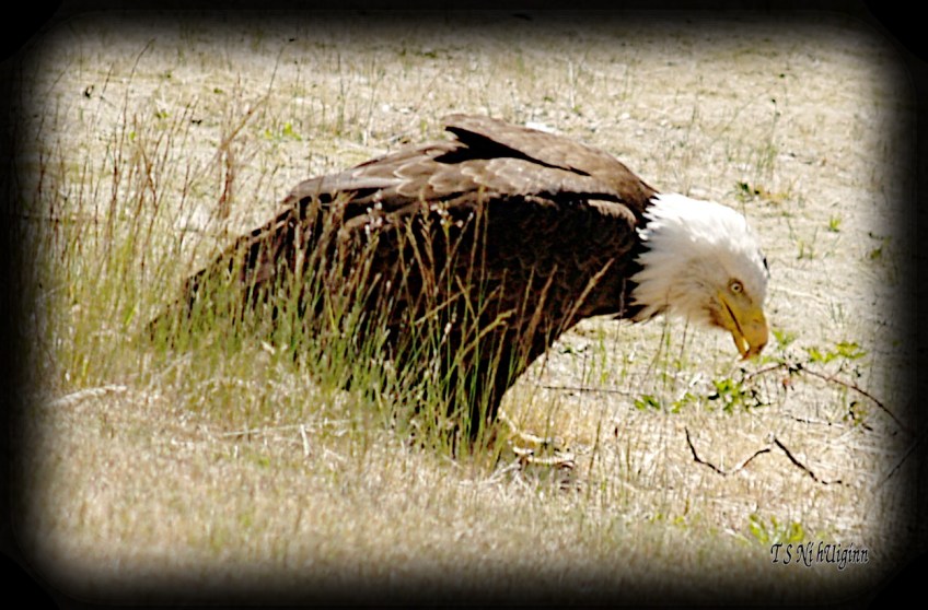 Eagle standing in the weeds photograph taken by TS Ni hUiginn