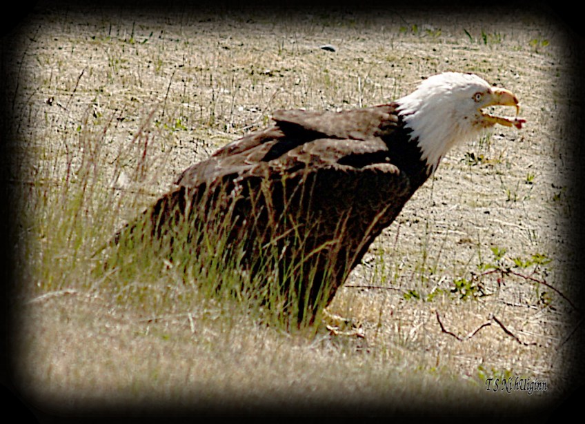 Eagle standing in the weeds eating a chicken bone photograph taken by TS Ni hUiginn