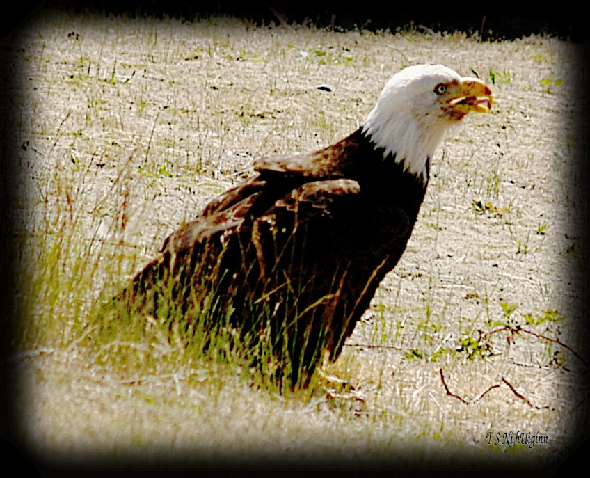 Eagle standing in the weeds eating a chicken bone photograph taken by TS Ni hUiginn