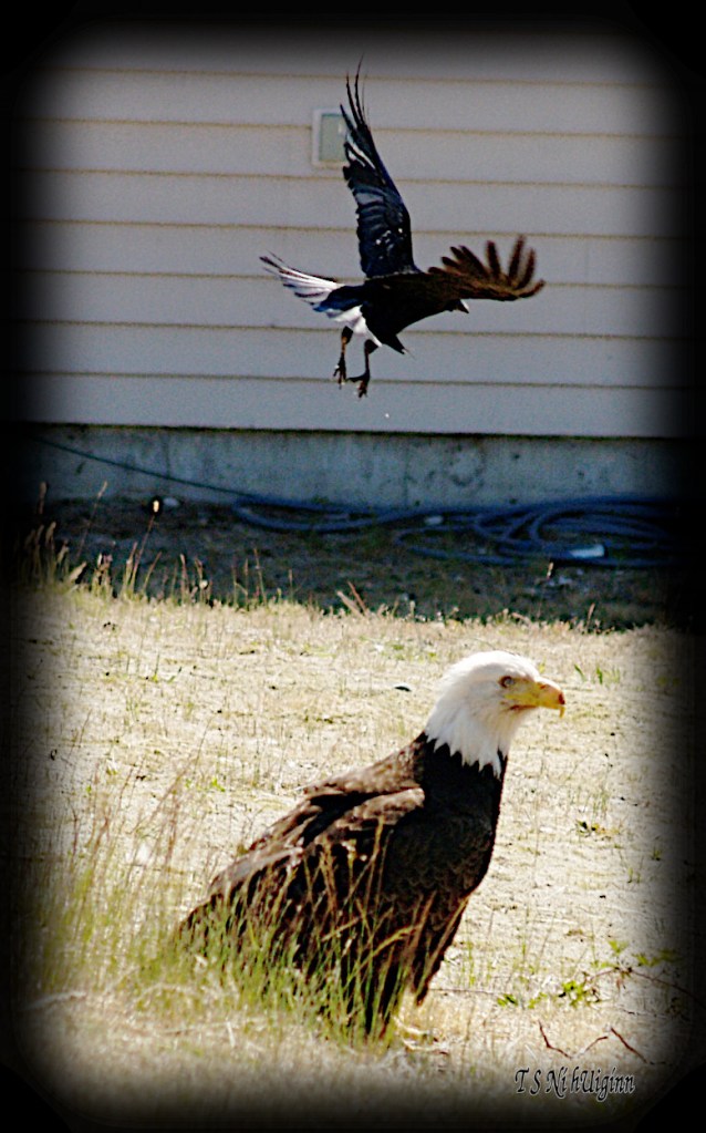 Crow threatening Bald Eagle photograph taken by TS Ni hUiginn