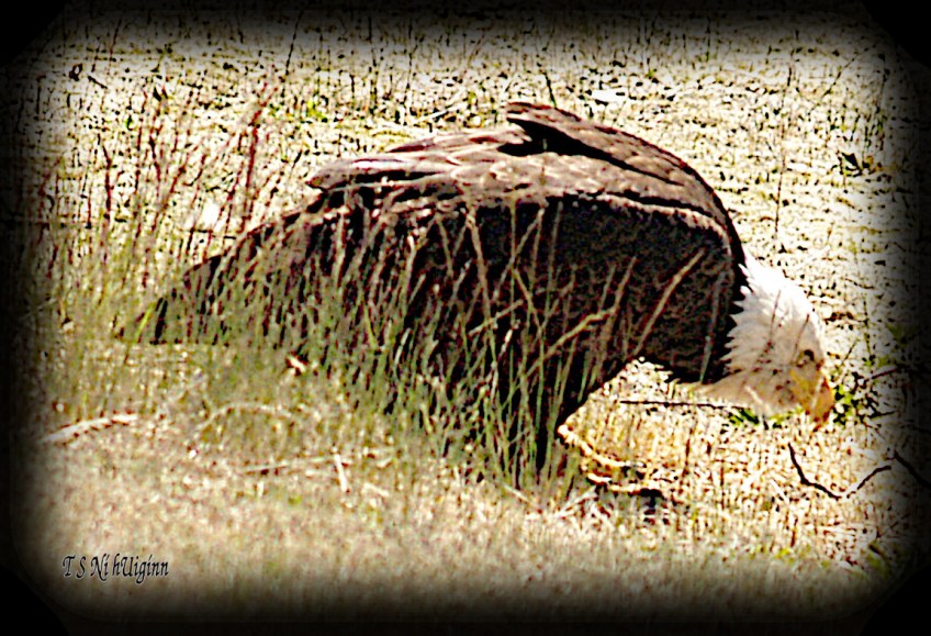 Bald Eagle crouching in the weeds beside a road photograph taken by TS Ni hUiginn