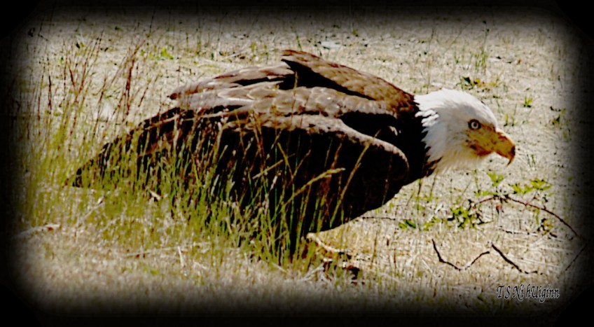 Bald Eagle crouching on a boulevard photograph taken by TS Ni hUiginn