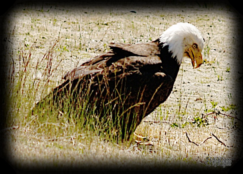 Bald Eagle crouching on a boulevard photograph taken by TS Ni hUiginn