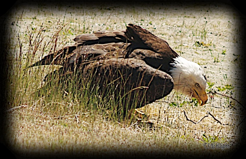 Bald Eagle crouching on a boulevard photograph taken by TS Ni hUiginn