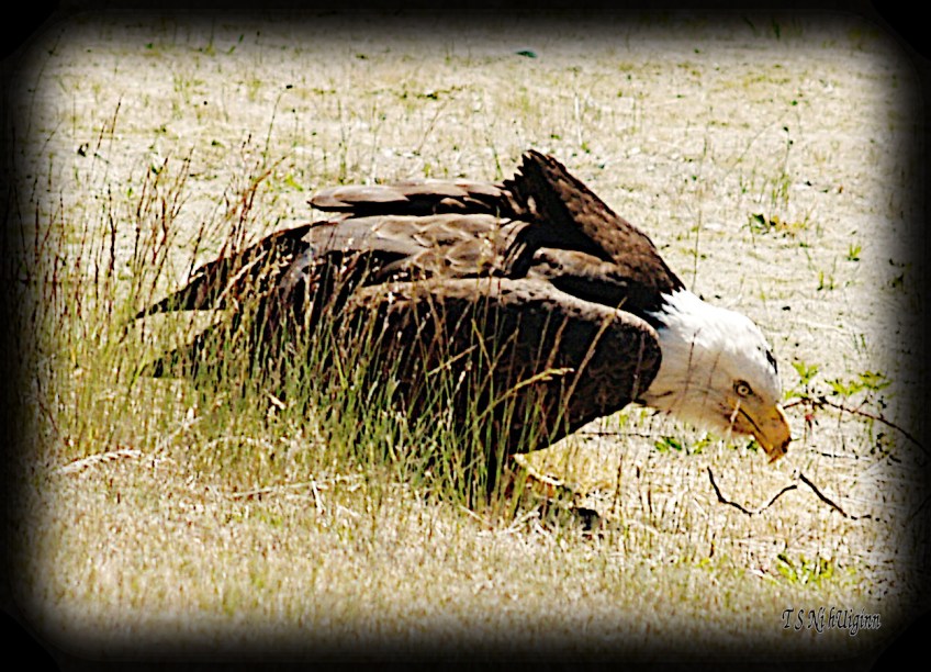 Bald Eagle crouching on a boulevard photograph taken by TS Ni hUiginn