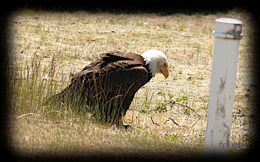 Bald Eagle crouching on a boulevard photograph taken by TS Ni hUiginn