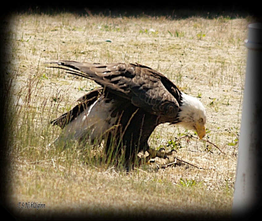 Bald Eagle stretching his wings beside a road photograph taken by TS Ni hUiginn