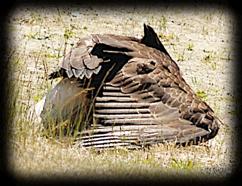 Bald Eagle stretching wings in the weeds on a boulevard photograph taken by TS Ni hUiginn