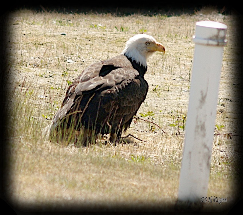 Bald Eagle sitting in the weeds beside a road photograph taken by TS Ni hUiginn
