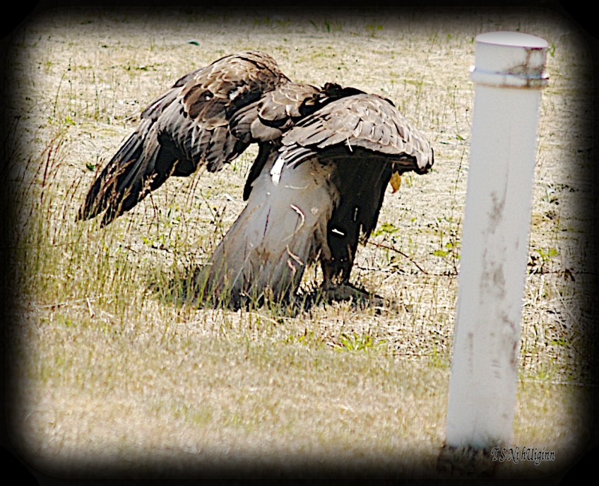 Bald Eagle stretching in the weeds beside a road photograph taken by TS Ni hUiginn
