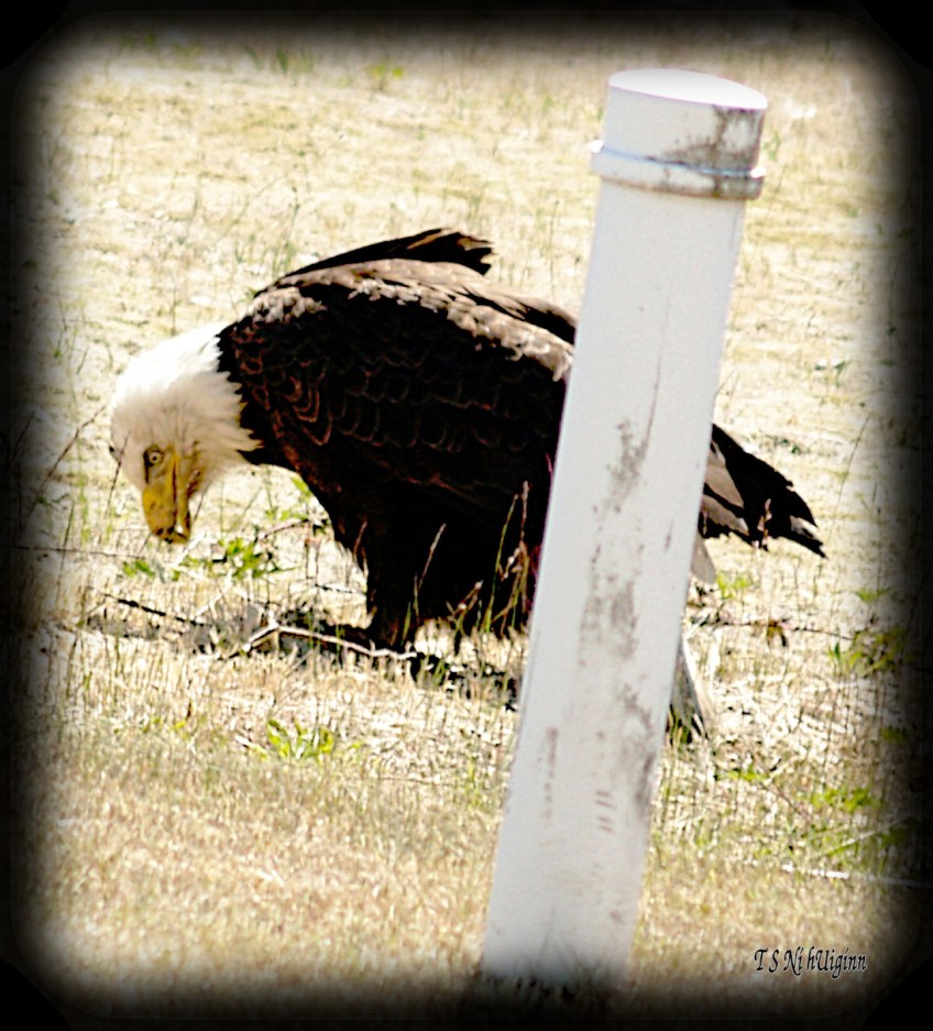 Bald Eagle snacking in the weeds beside a road photograph taken by TS Ni hUiginn