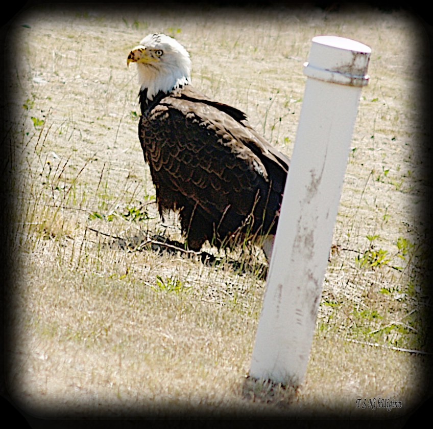 Bald Eagle standing in the weeds beside a road photograph taken by TS Ni hUiginn