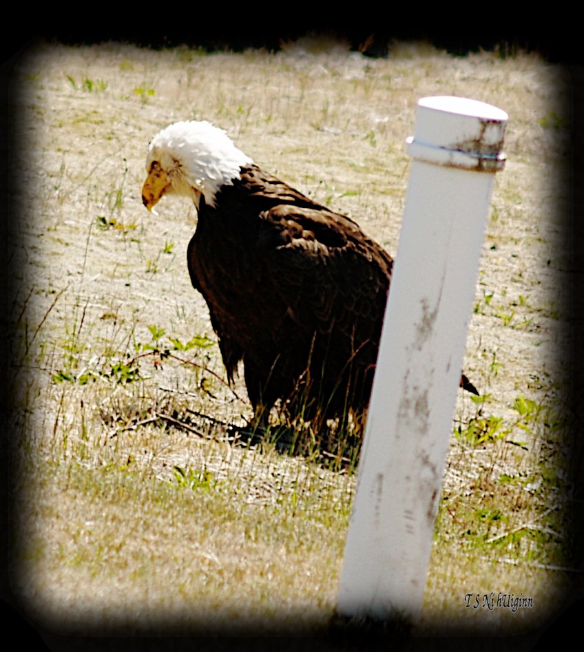 Bald Eagle standing in the weeds beside a road photograph taken by TS Ni hUiginn