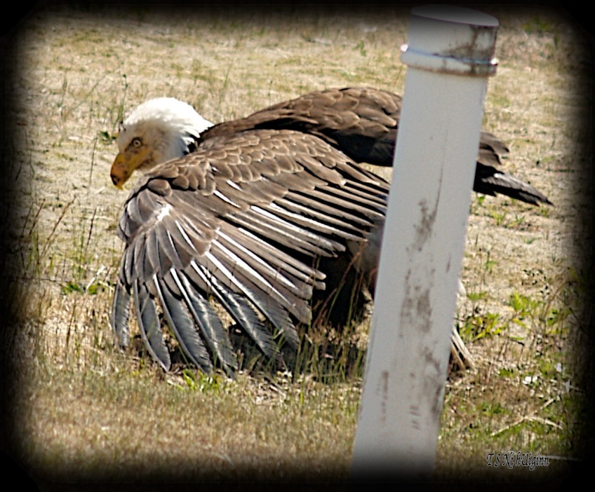 Bald Eagle stretching his wings beside a road photograph taken by TS Ni hUiginn