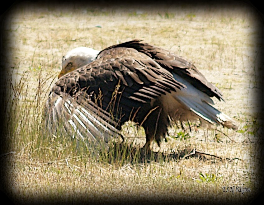 Bald Eagle stretching his wings beside a road photograph taken by TS Ni hUiginn