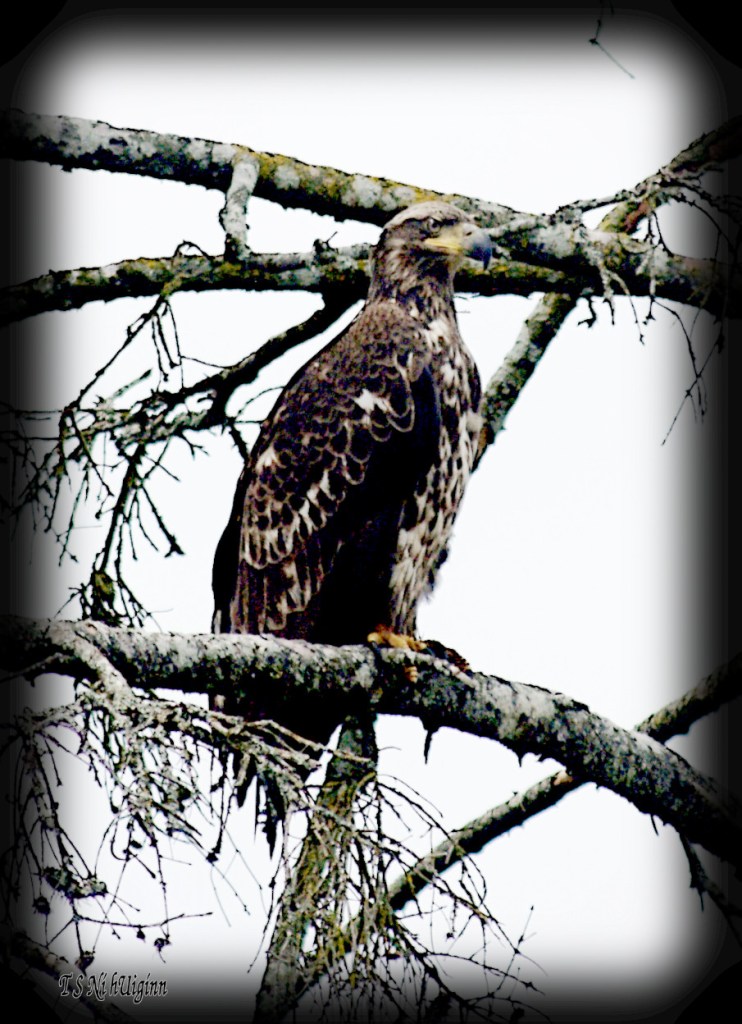 Eagle in Tree photograph taken by TS Ni hUiginn