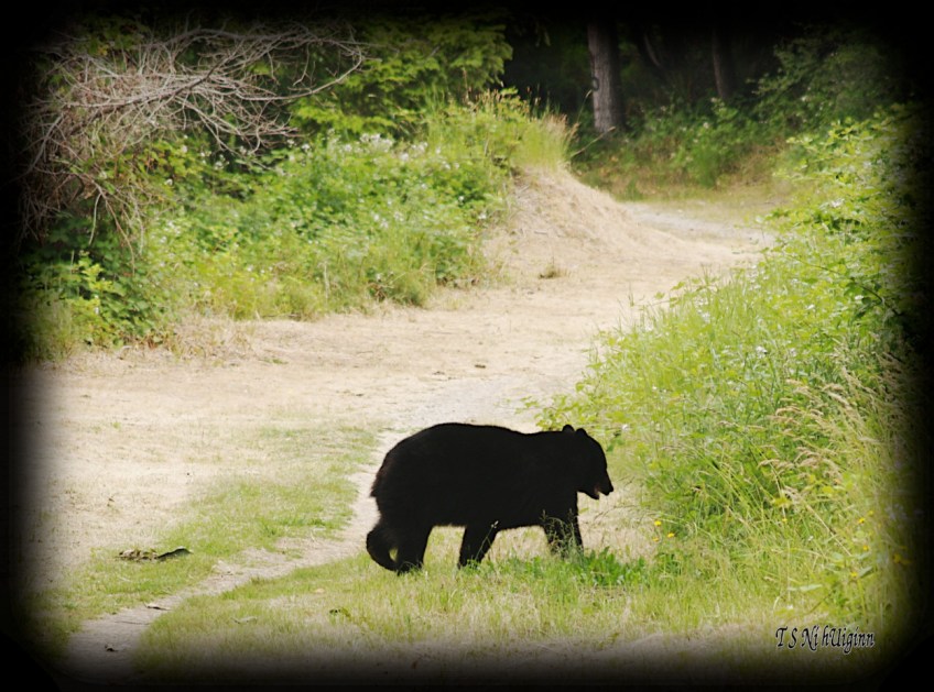 Black Bear photograph taken by TS Ni hUiginn