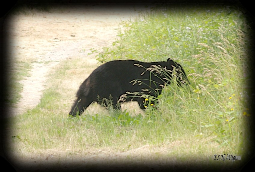 Black Bear photograph taken by TS Ni hUiginn