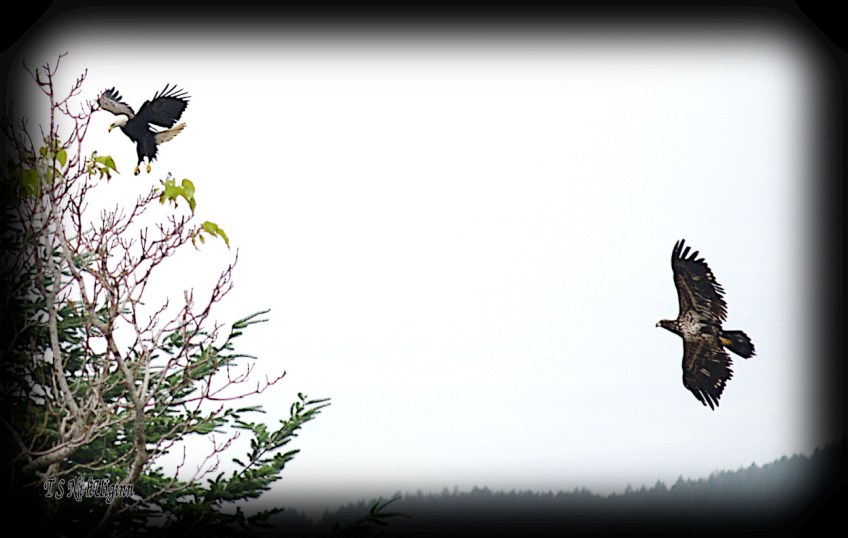 Eagles landing in Tree photograph taken by TS Ni hUiginn