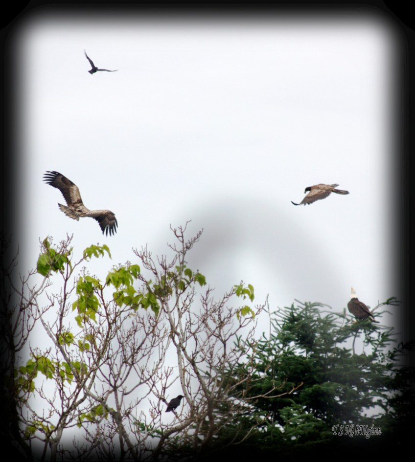 Eagles in Tree photograph taken by TS Ni hUiginn