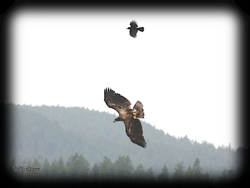 Crow Harassing an Eagle photograph taken by TS Ni hUiginn