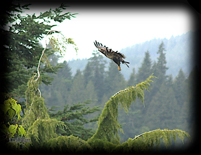 Eagles landing in Tree photograph taken by TS Ni hUiginn