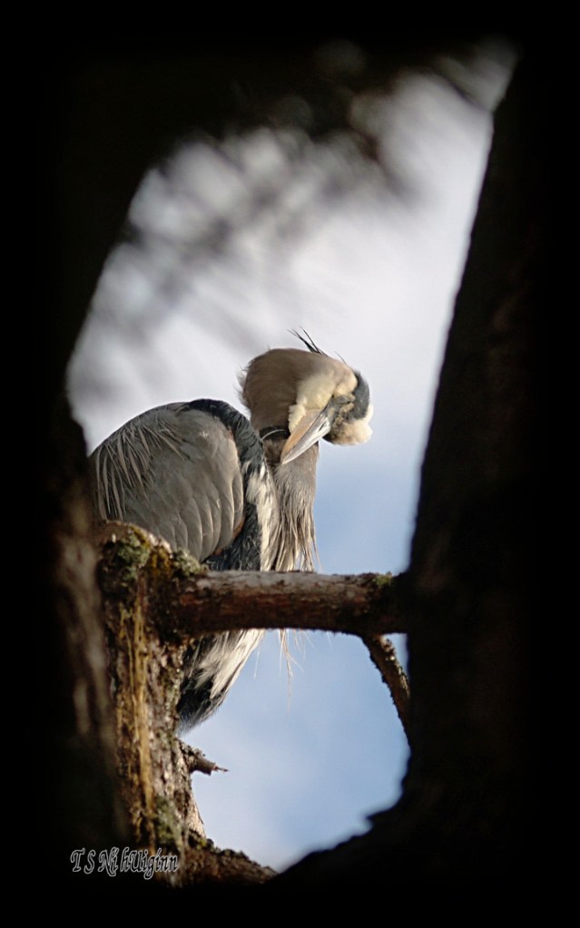 Heron photograph taken by TS Ni hUiginn