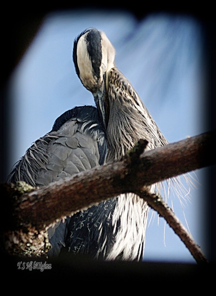 Heron photograph taken by TS Ni hUiginn