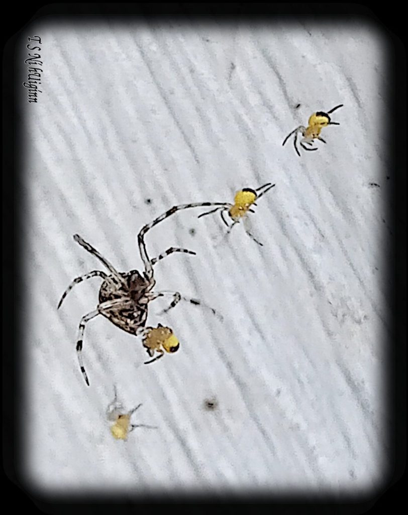 Spider predating on spiderlings photograph taken by TS Ni hUiginn