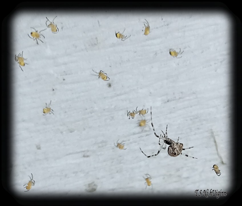 Spider predating on spiderlings photograph taken by TS Ni hUiginn
