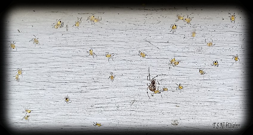 Spider predating on spiderlings photograph taken by TS Ni hUiginn