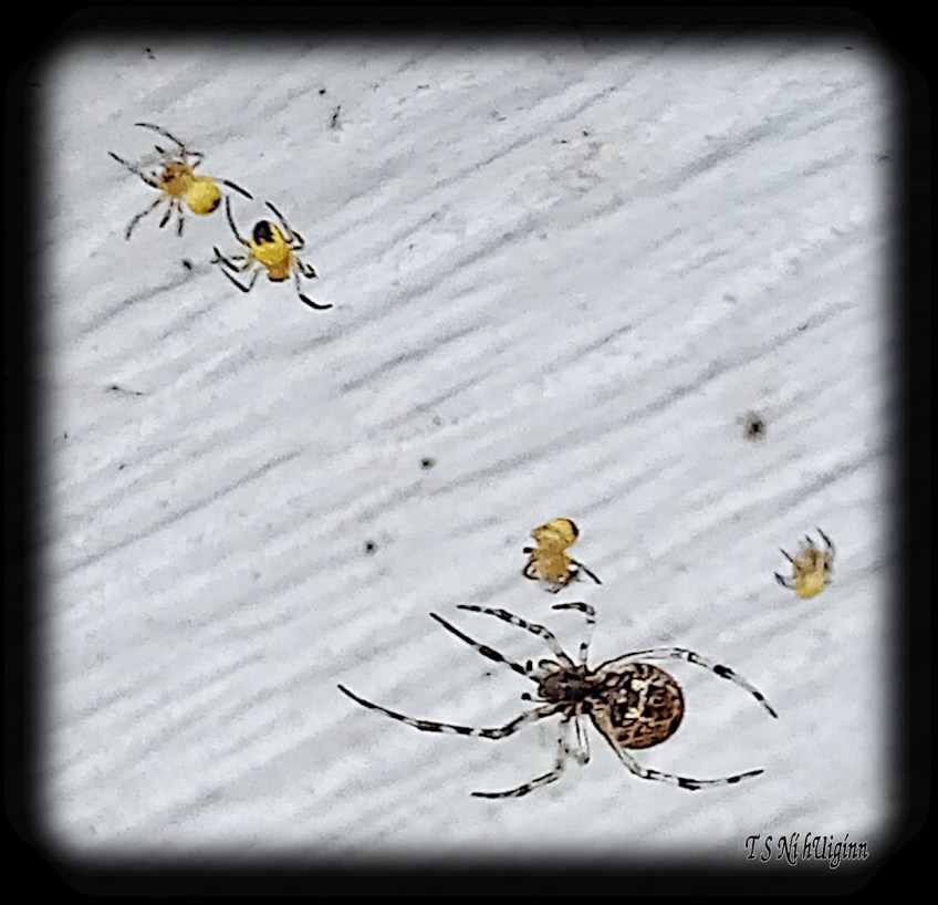 Spider predating on spiderlings photograph taken by TS Ni hUiginn