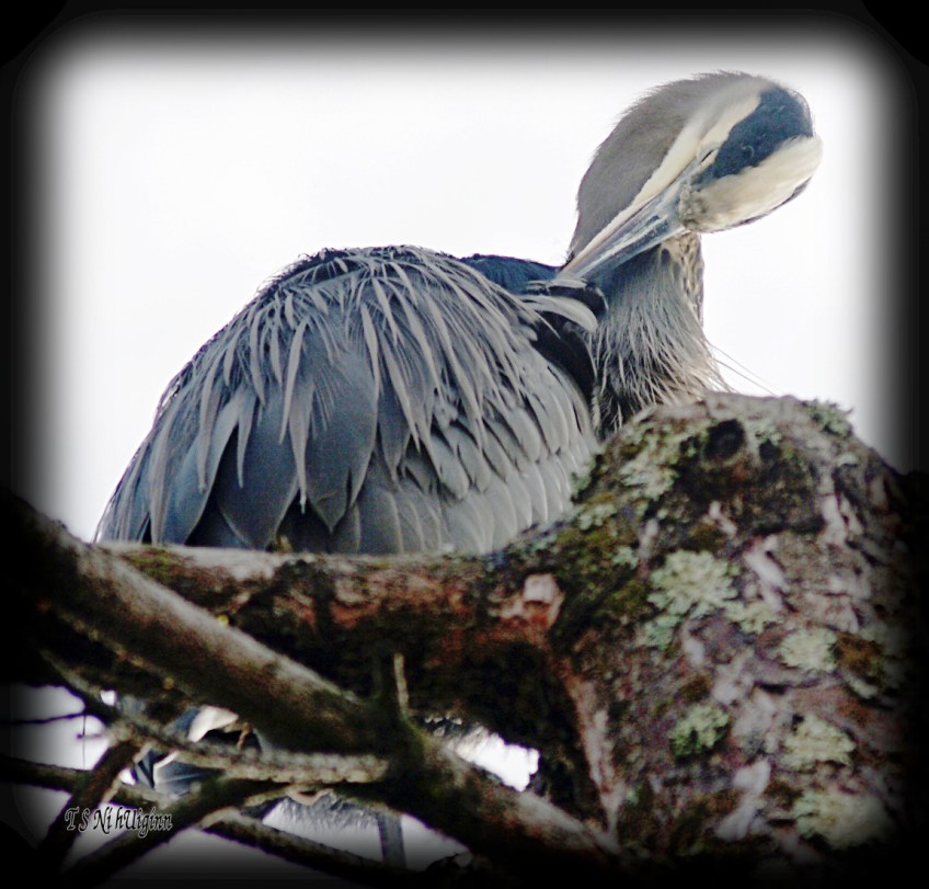 Scratching Heron photograph taken by TS Ni hUiginn