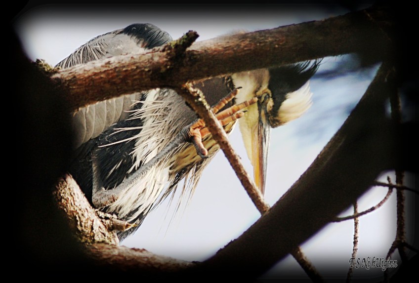 Waving Heron photograph taken by TS Ni hUiginn