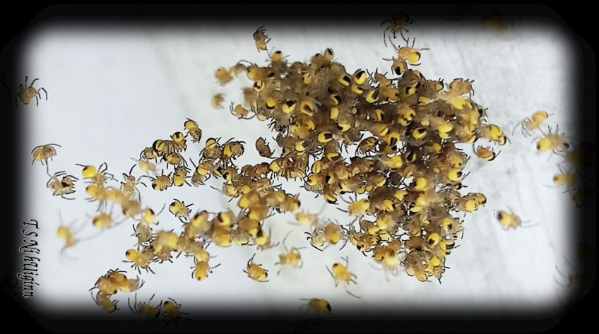Spiderlings photograph taken by TS Ni hUiginn