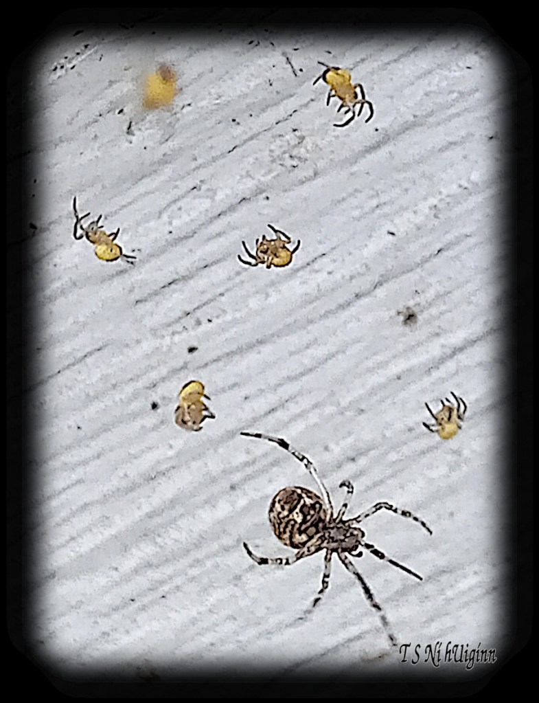 Spider predating on spiderlings photograph taken by TS Ni hUiginn