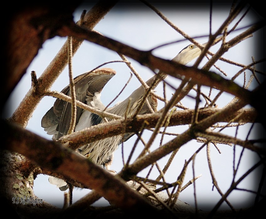 Heron photograph taken by TS Ni hUiginn