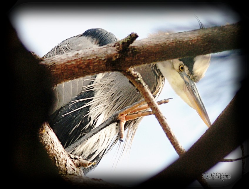 Waving Heron photograph taken by TS Ni hUiginn