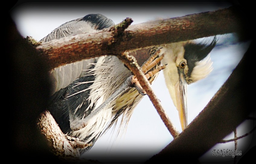 Waving Heron photograph taken by TS Ni hUiginn