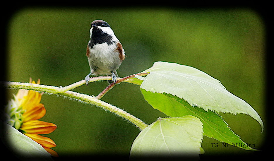 Adorable little Chestnut-backed Chickadee (Poecile rufescens) on a Sunflower photograph by TS Ni hUiginn