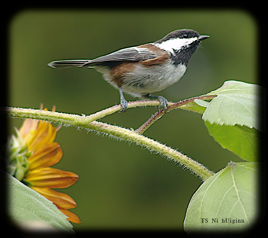 Adorable little Chestnut-backed Chickadee (Poecile rufescens) on a Sunflower photograph by TS Ni hUiginn