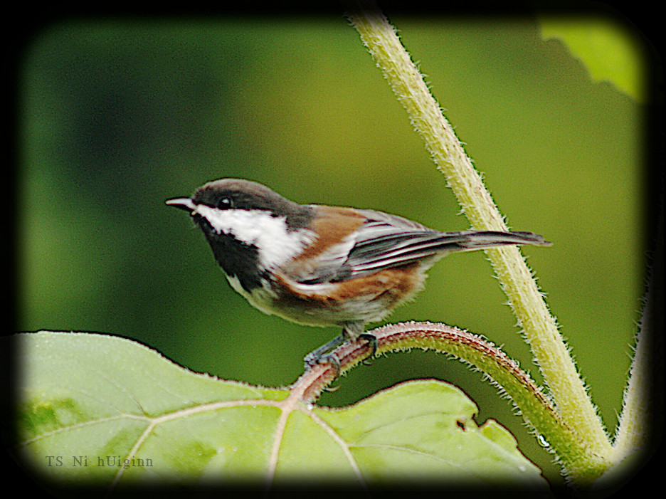 Adorable little Chestnut-backed Chickadee (Poecile rufescens) on a Sunflower photograph by TS Ni hUiginn