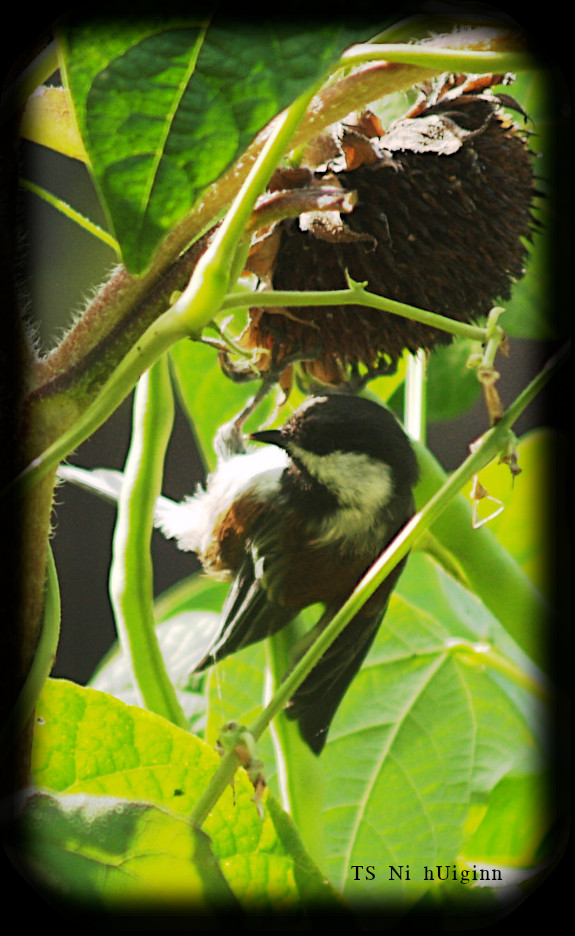 Adorable little Chestnut-backed Chickadee (Poecile rufescens) on a Sunflower photograph by TS Ni hUiginn