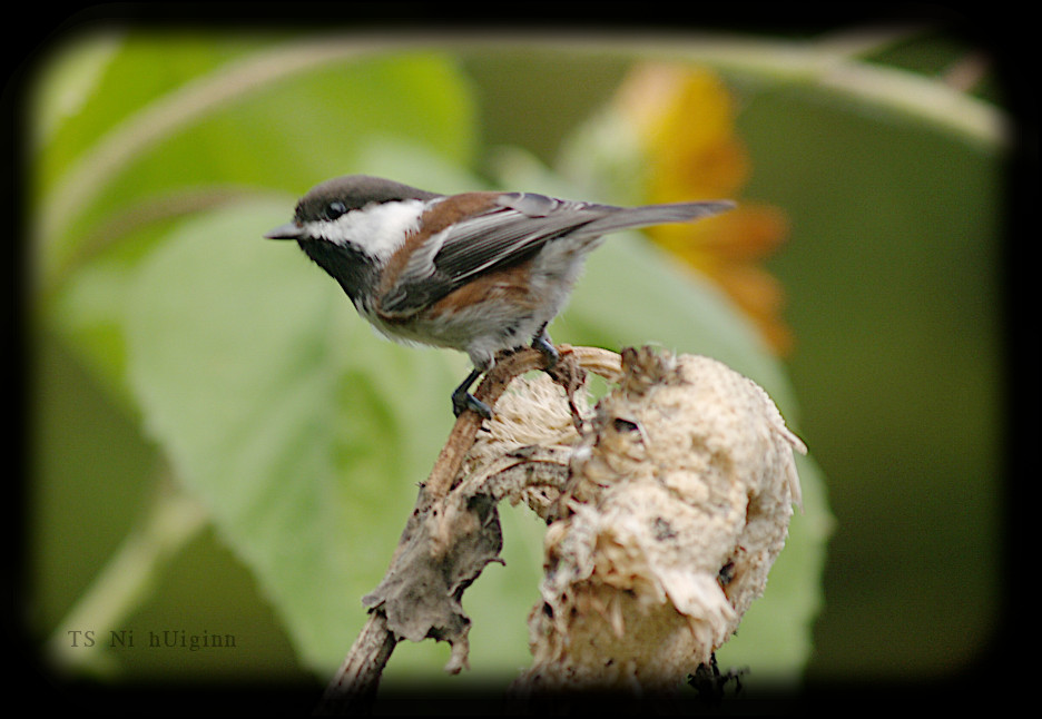 Adorable little Chestnut-backed Chickadee (Poecile rufescens) on a Sunflower photograph by TS Ni hUiginn