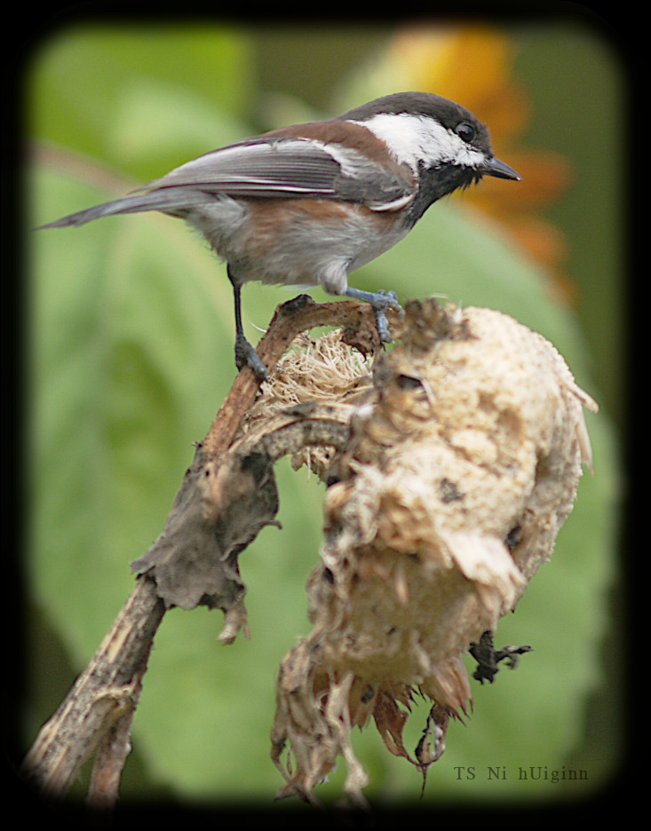 Adorable little Chestnut-backed Chickadee (Poecile rufescens) on a Sunflower photograph by TS Ni hUiginn