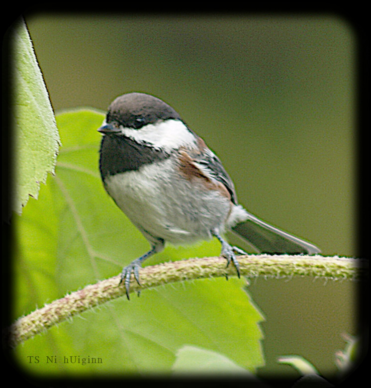 Adorable little Chestnut-backed Chickadee (Poecile rufescens) on a Sunflower photograph by TS Ni hUiginn
