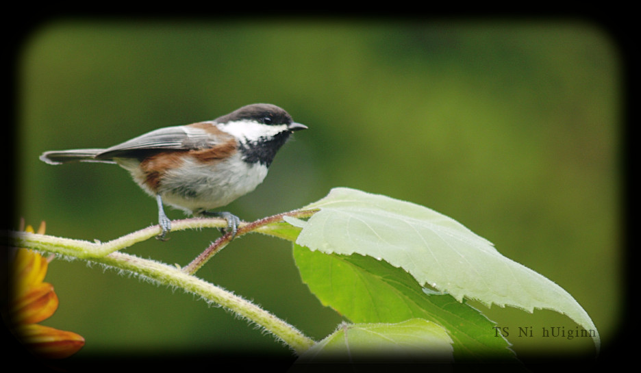 Adorable little Chestnut-backed Chickadee (Poecile rufescens) on a Sunflower photograph by TS Ni hUiginn