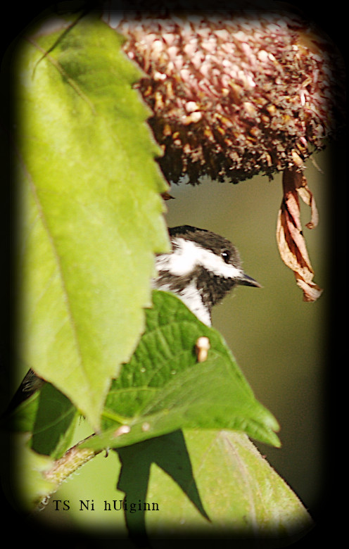 Adorable little Chestnut-backed Chickadee (Poecile rufescens) on a Sunflower photograph by TS Ni hUiginn