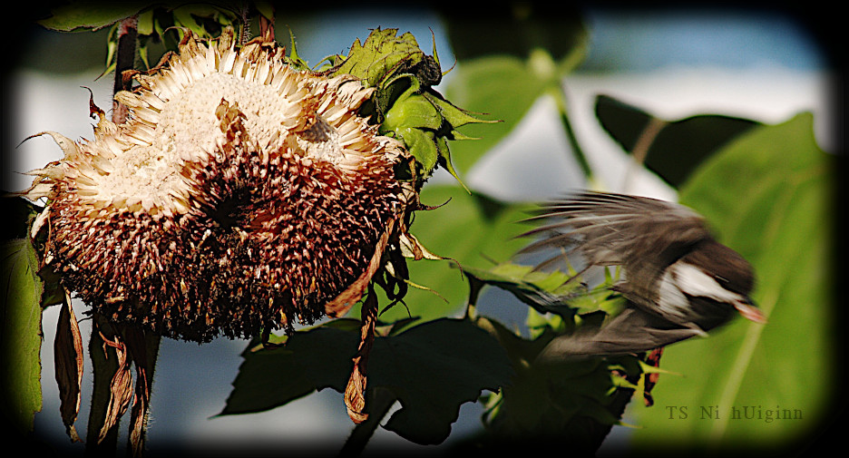 Adorable little Chestnut-backed Chickadee (Poecile rufescens) on a Sunflower photograph by TS Ni hUiginn