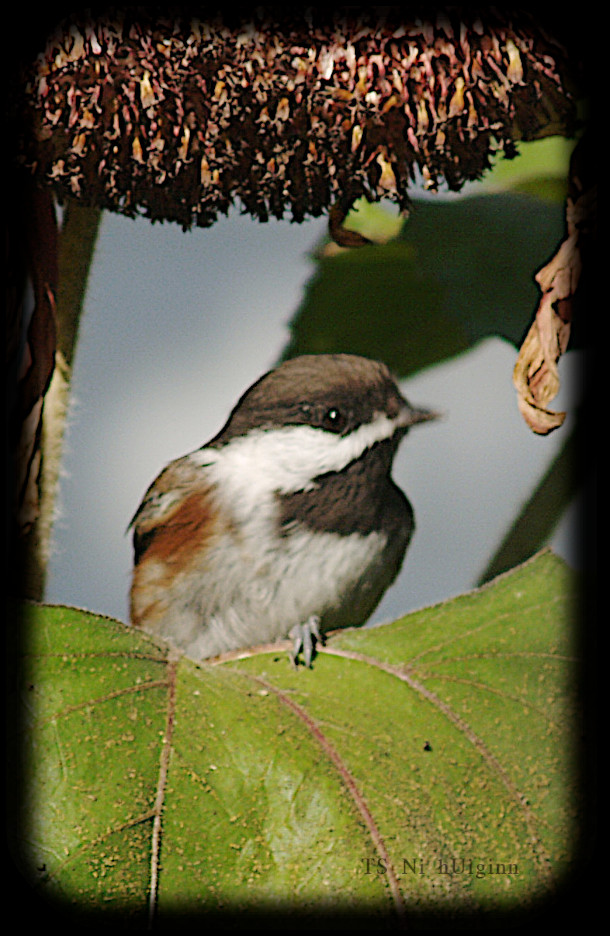 Adorable little Chestnut-backed Chickadee (Poecile rufescens) on a Sunflower photograph by TS Ni hUiginn